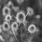 Sean Diddy Combs prison